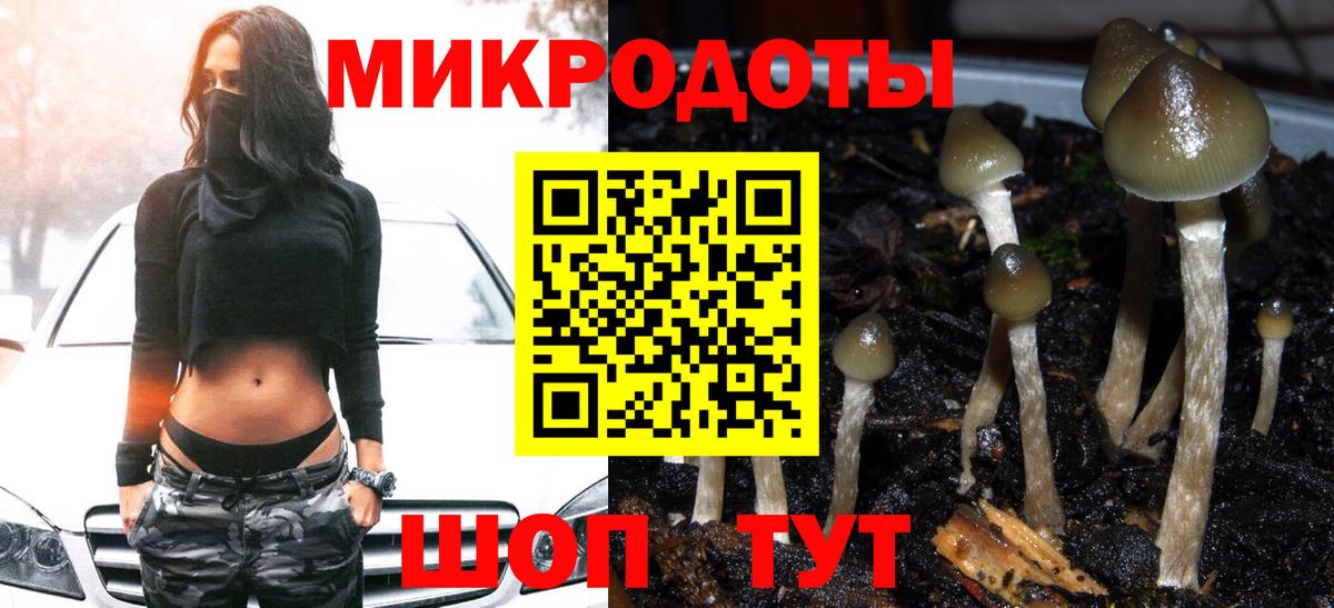 Галлюциногенные грибы Psilocybe Краснознаменск